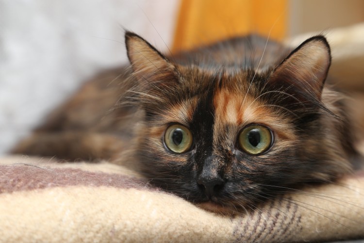 Фото жалостливого кота