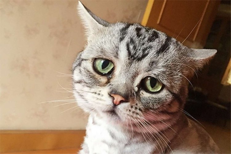 Грустная кошка
