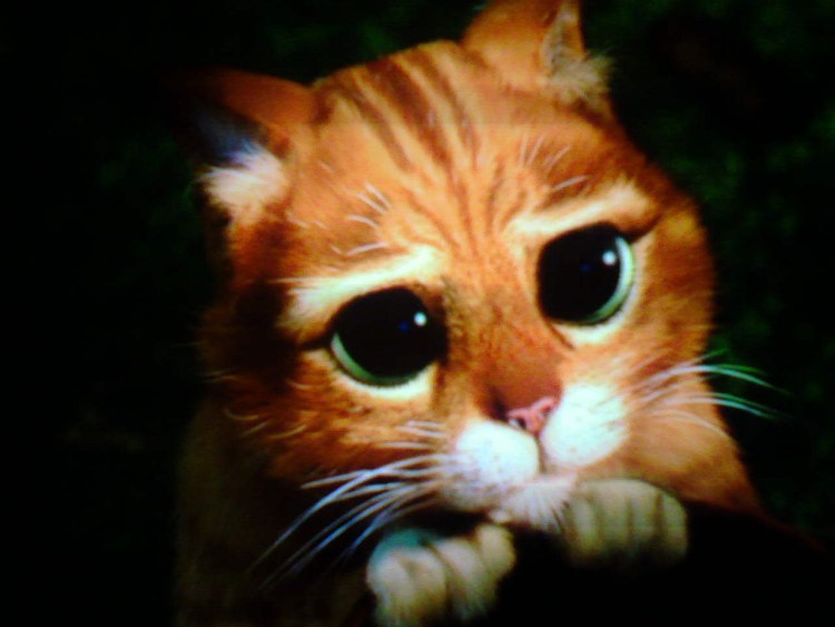 Шотландская вислоухая морда