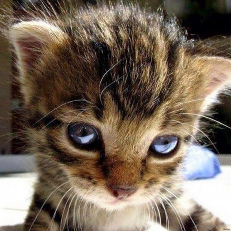 Глаза кота из мультика Шрек