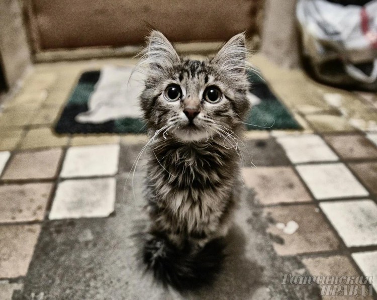 Котик с глазками