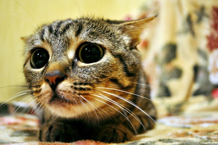 Щенячьи глазки