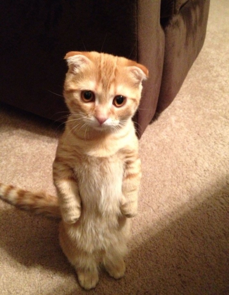 Жалобные глазки котика