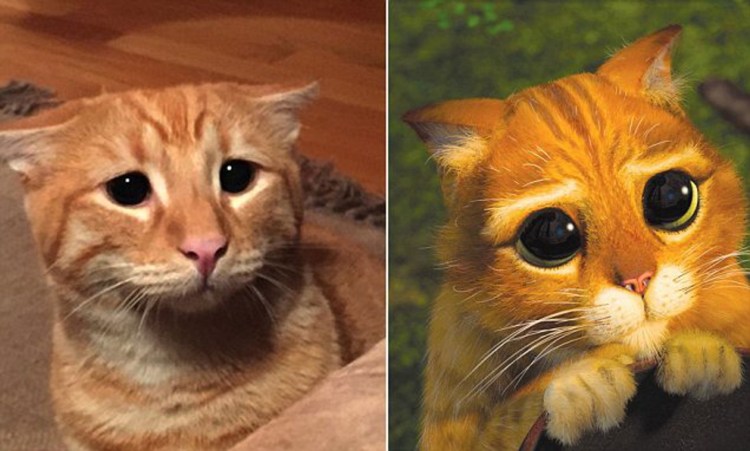 Шрек милые глаза кота