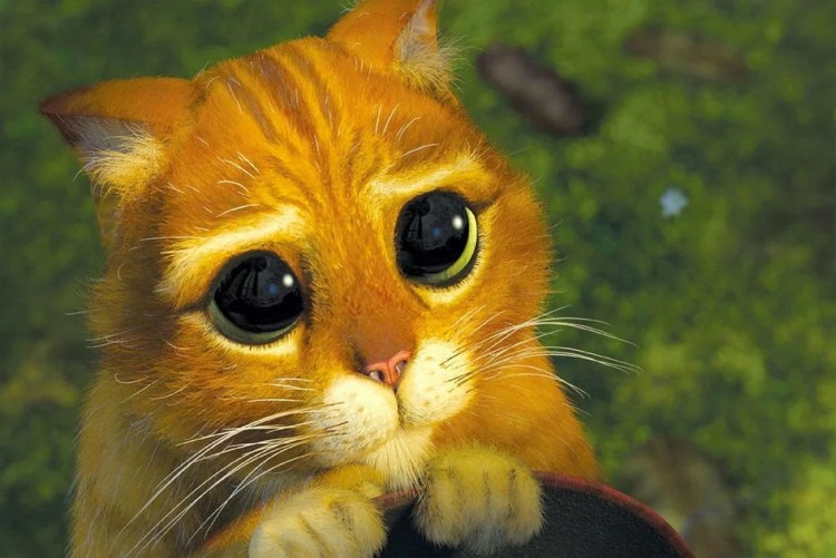 Катики сболшими глазками