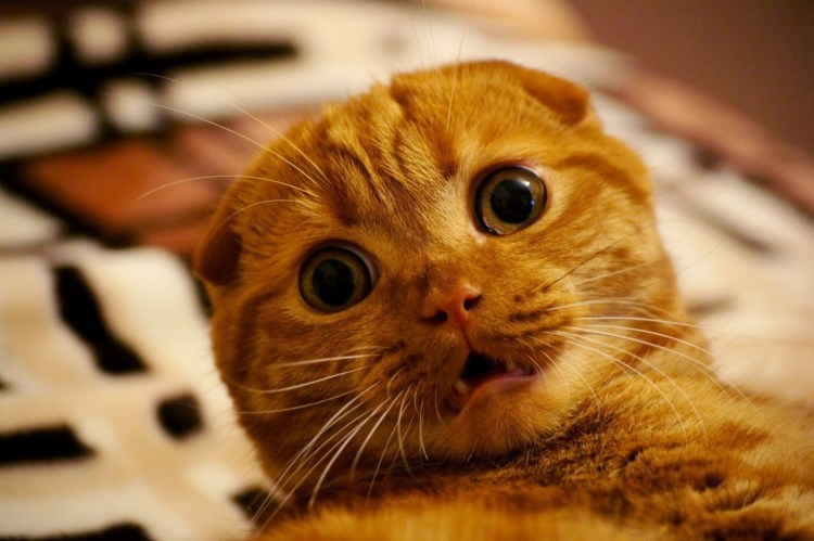 Перепуганный кот