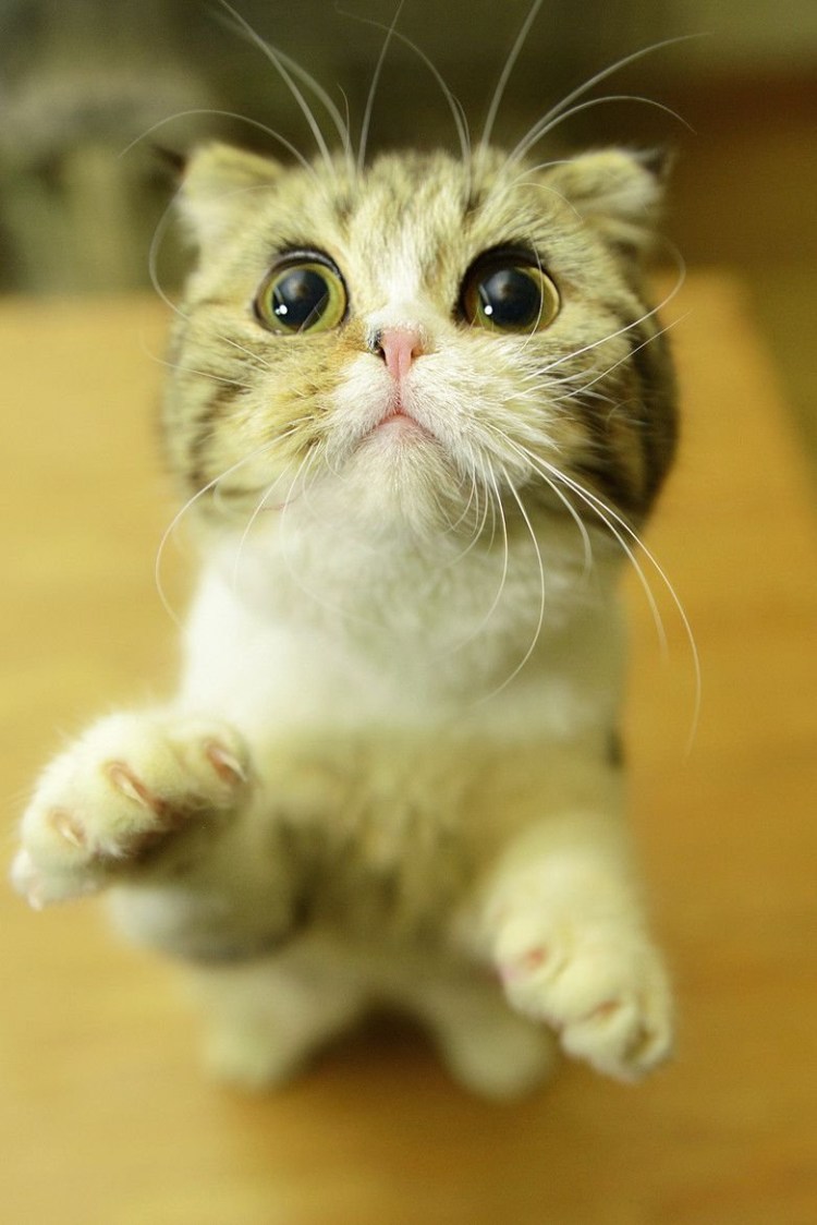 Гифка кот Шрек