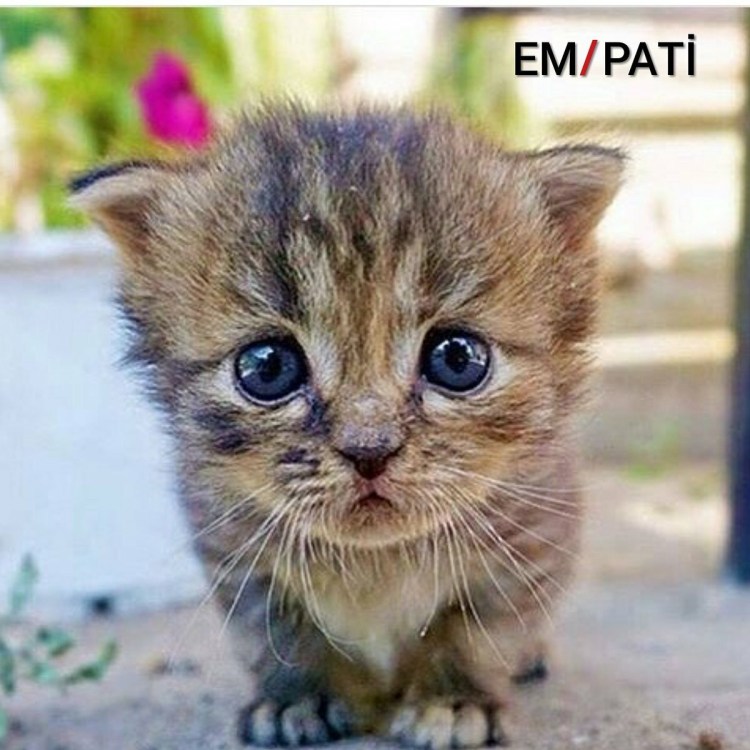 Кот в сапогах Шрек глаза