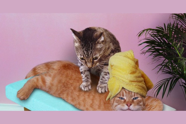 Кошачий массаж
