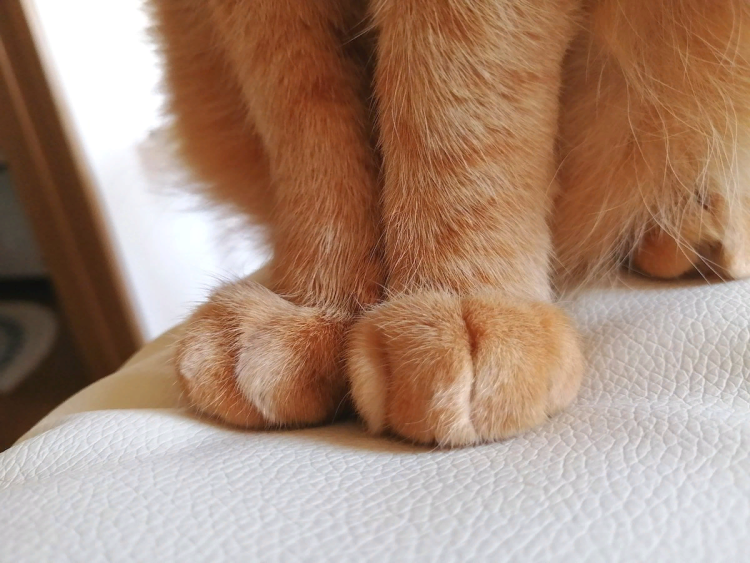 Хоба Дабл хоба