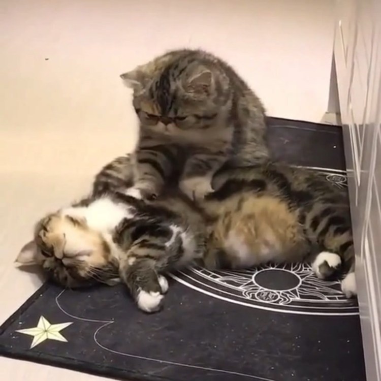 Массаж коту