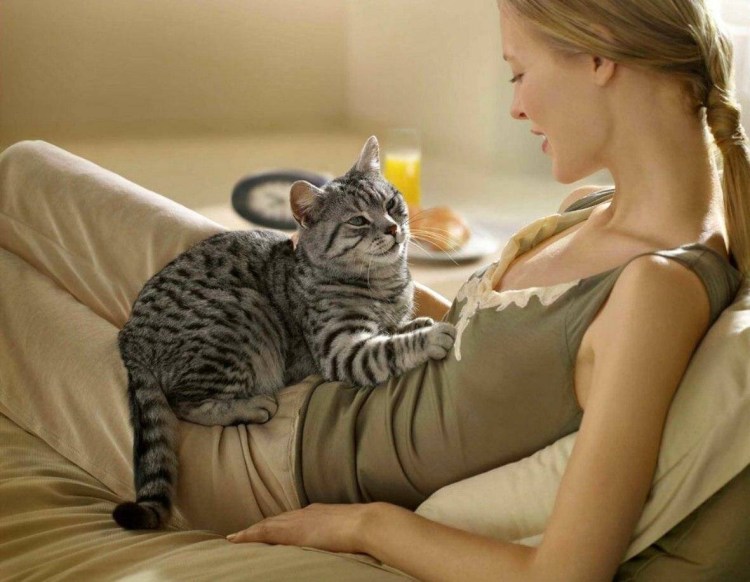 Массаж коту