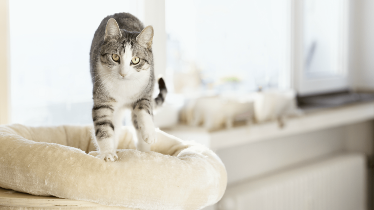 Кошка топчется лапками