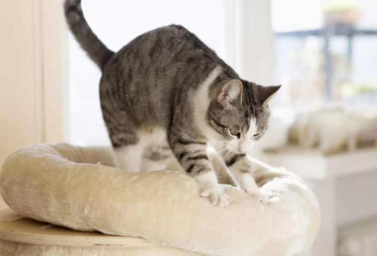 Кот массажист гифка