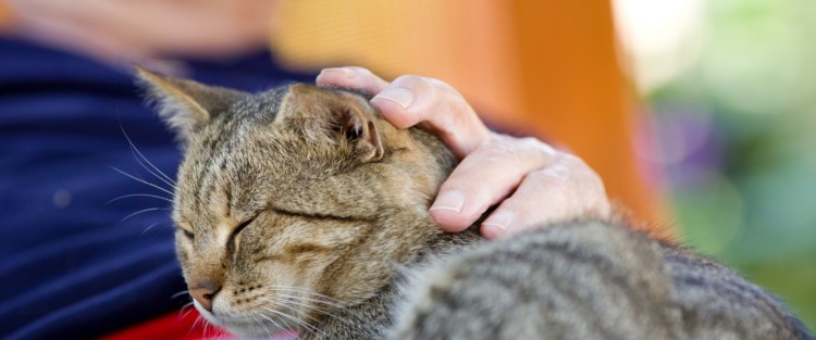 Кошка месит лапами