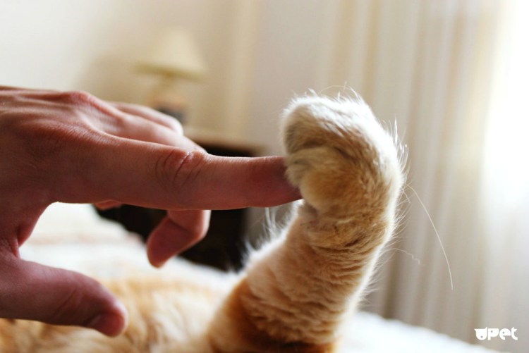 Кошка топает лапами