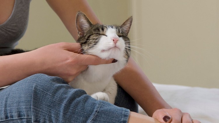 Коты массаж