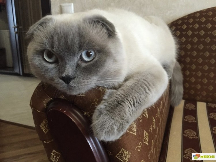 Сиамская кошка