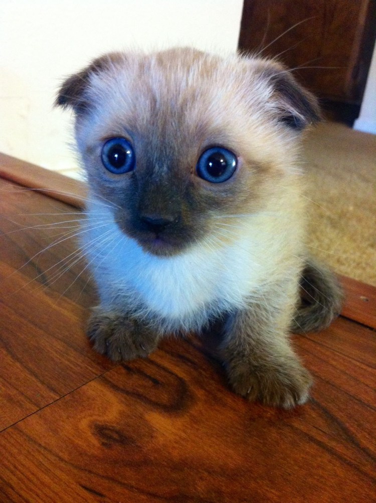 Сиамская вислоухая кошка