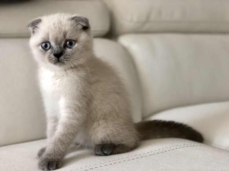 Сиамская вислоухая кошка