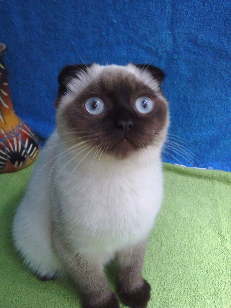 Смешные вислоухие коты