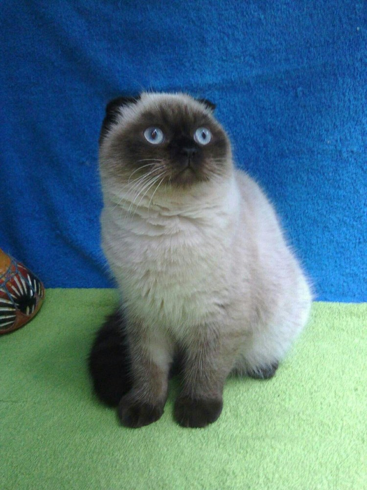 Сиамская кошка котенок