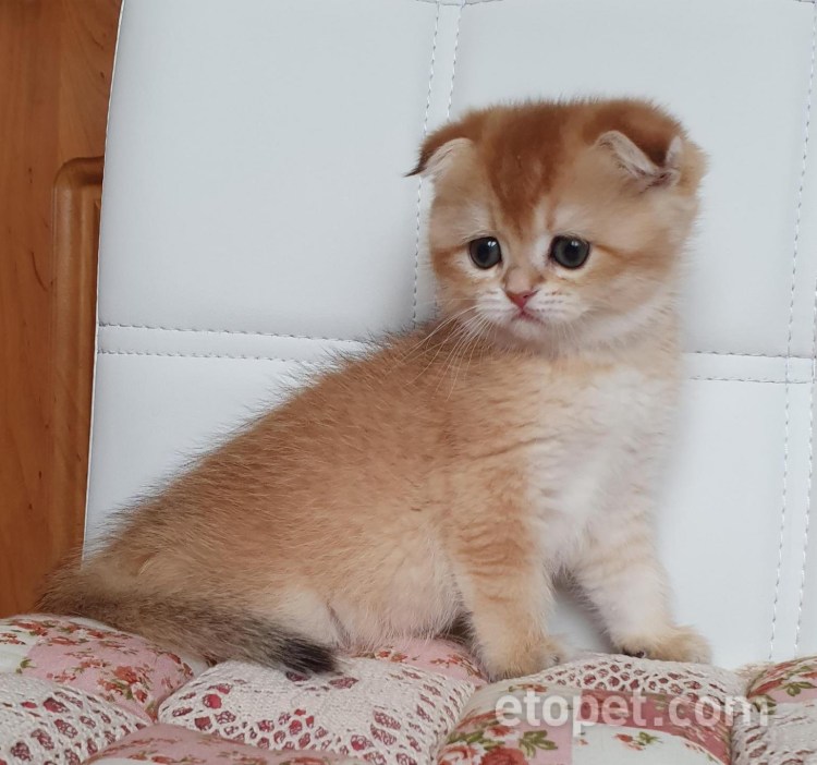 Питомник британских шиншилл