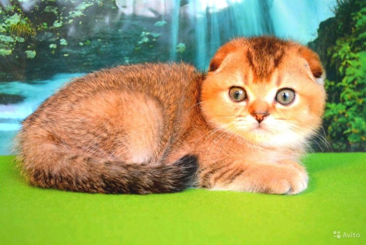 Британские золотые шинши