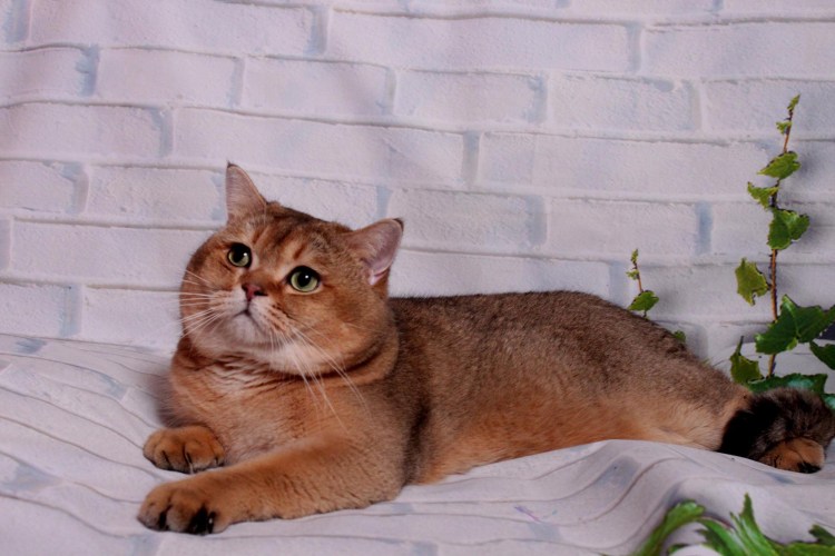 Золотая шиншилла вислоухая