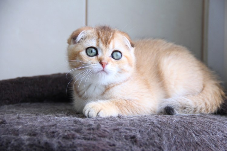 Шотландская Золотая шиншилла