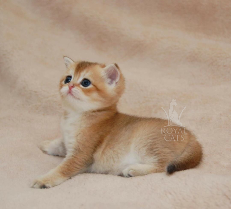 Шотландская золотистая шиншилла