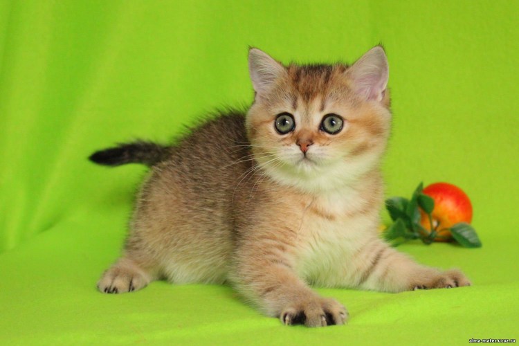 Шотландская золотистая шиншилла