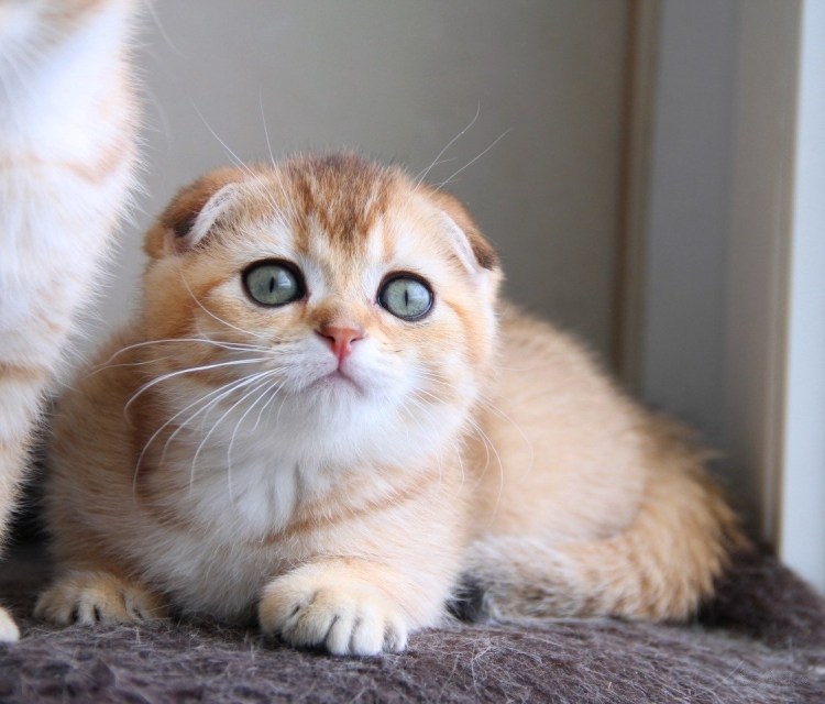 Скоттиш фолд Золотая шиншилла