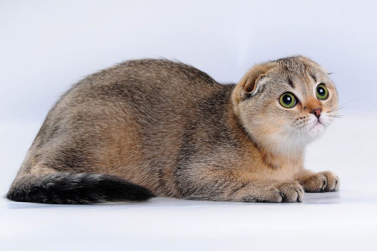 Скоттиш страйт Золотая шиншилла