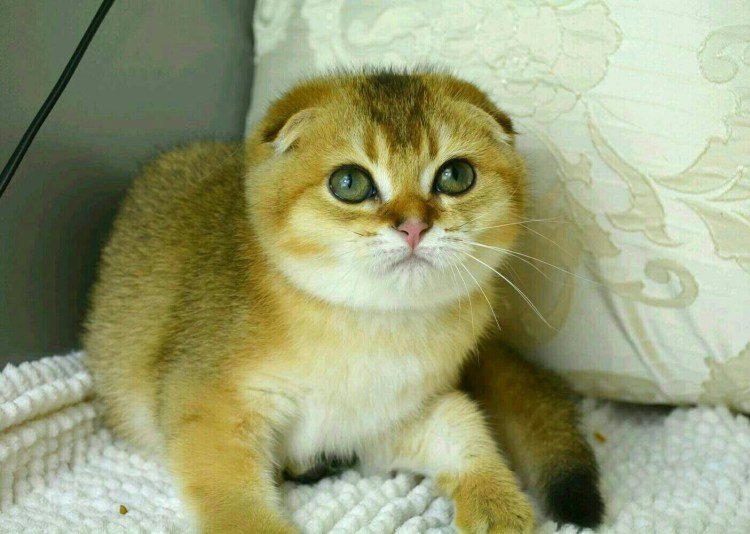 Скоттиш фолд Золотая шиншилла