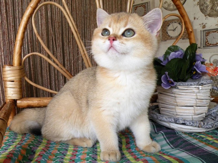 Золотая тикированная шиншилла ny25