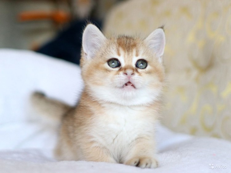 Шотландская Золотая тикированная шиншилла