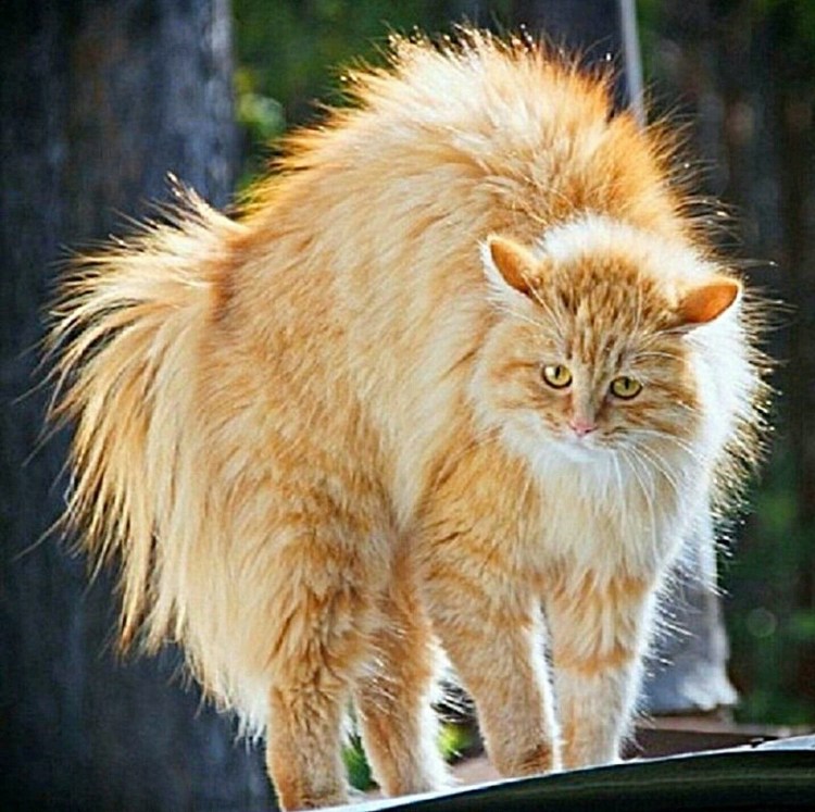 Беспородный длинношерстный рыжий кот