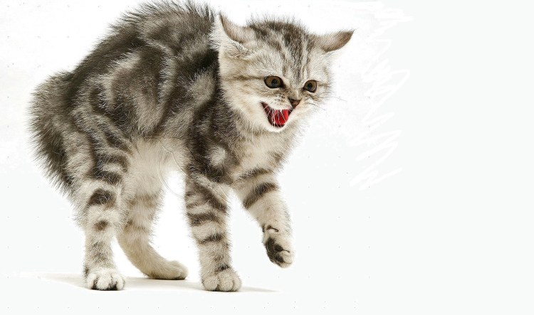 Кошка фыркает