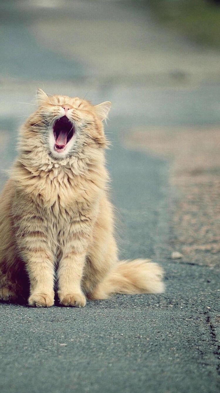 Два злых котенка