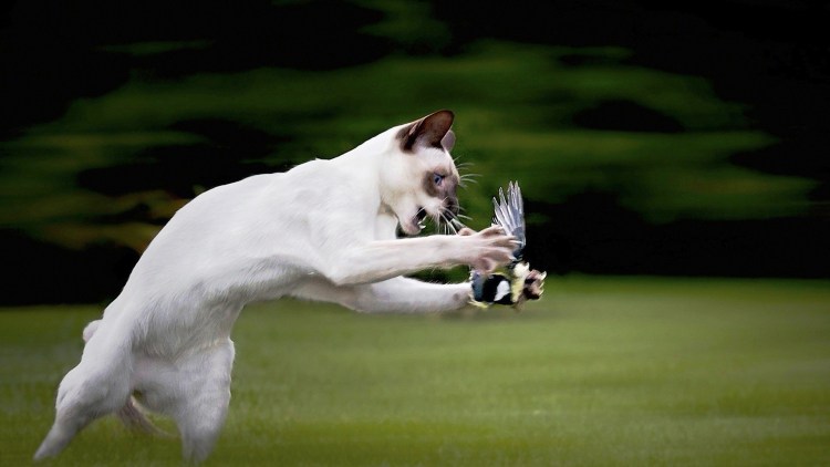 Летающий кот