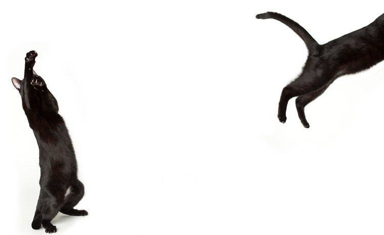 Кот каратист