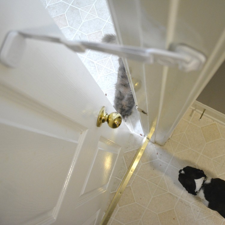 Ограничитель двери для кота