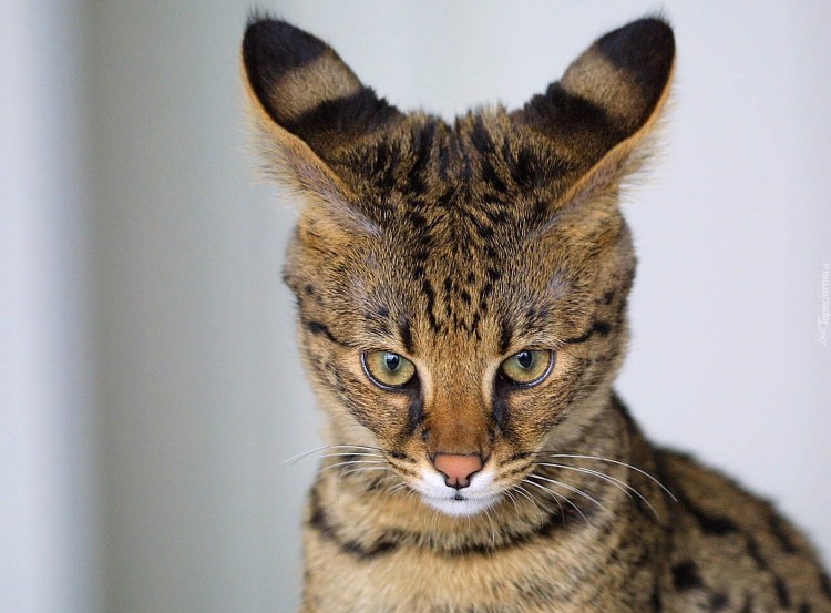 Абиссинская кошка Сорель