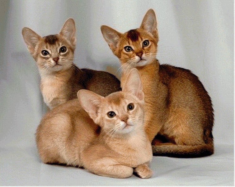 Абиссинская порода кошек
