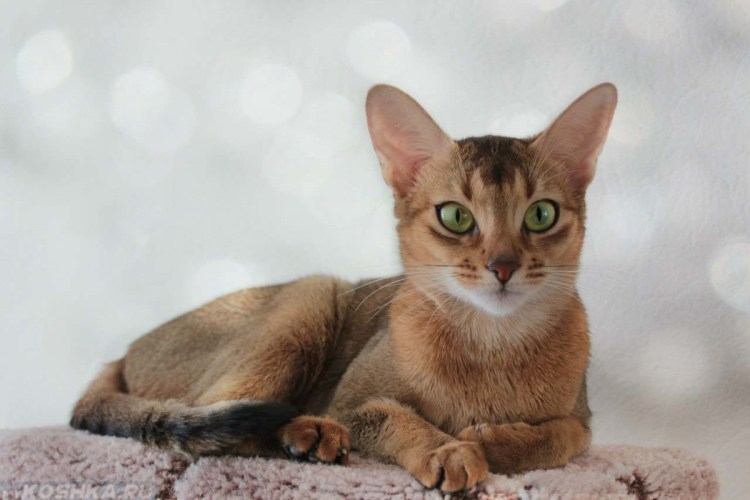 Сомали кошка голубая