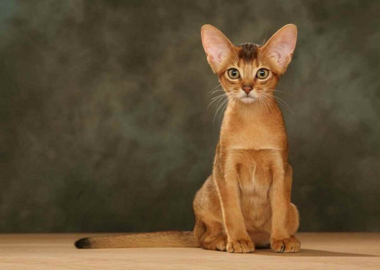 Абиссинская кошка