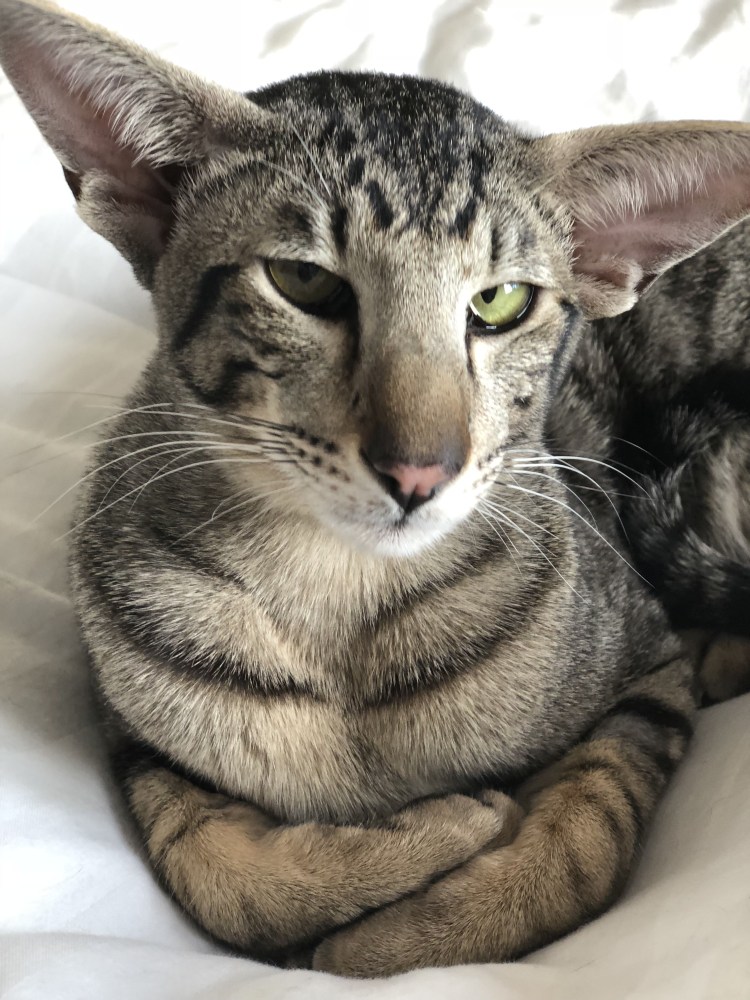 Австралийская дымчатая кошка австралийская мист