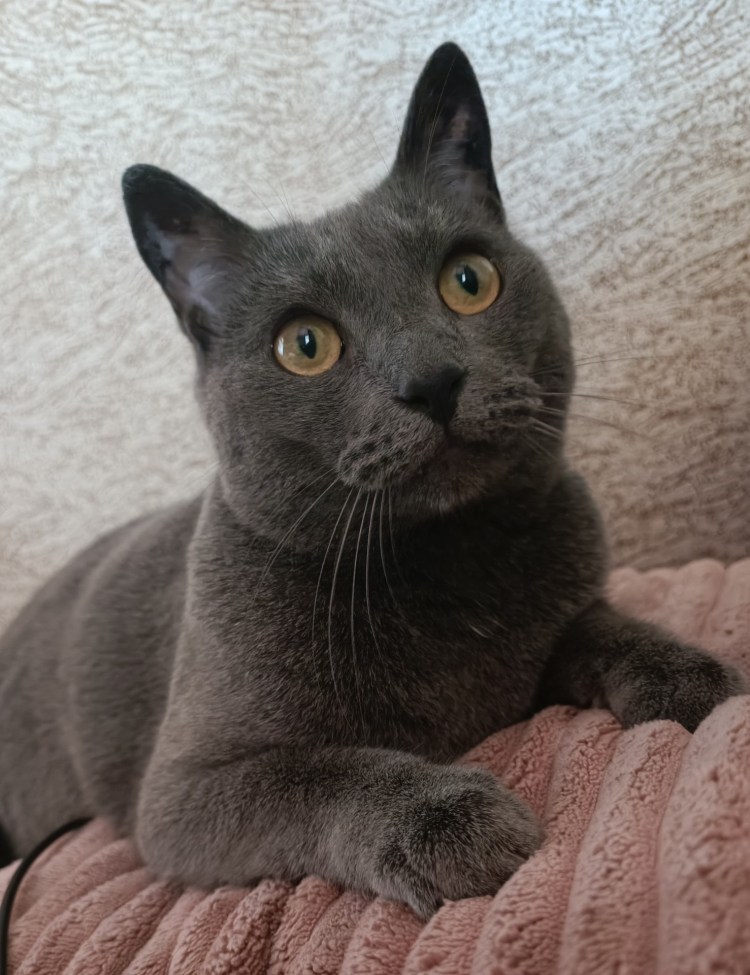 Абиссинский сфинкс