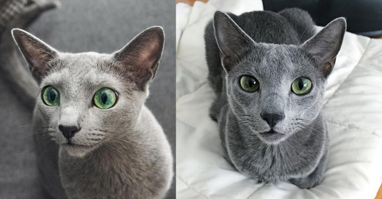 Абиссинская кошка